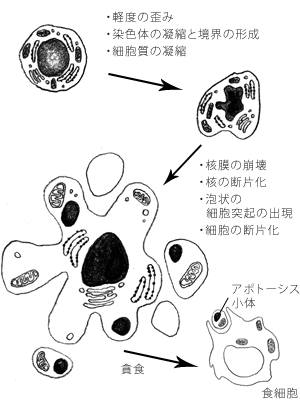 アポトーシスによる細胞死の構造