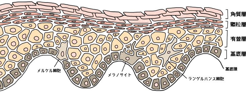表皮の構造