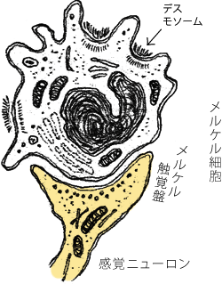 メルケル細胞